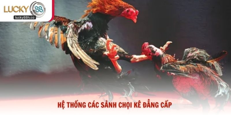 Hệ thống các sảnh chọi kê đẳng cấp