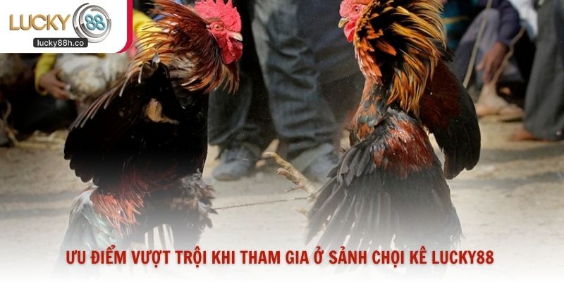 Ưu điểm vượt trội khi tham gia ở sảnh chọi kê Lucky88